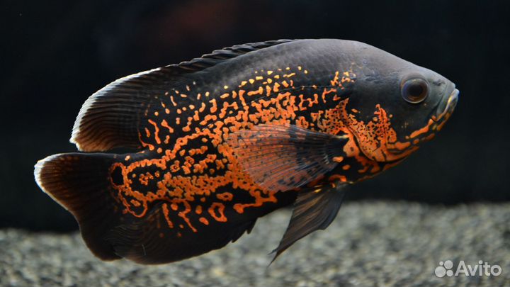 Живая рыба для пруда