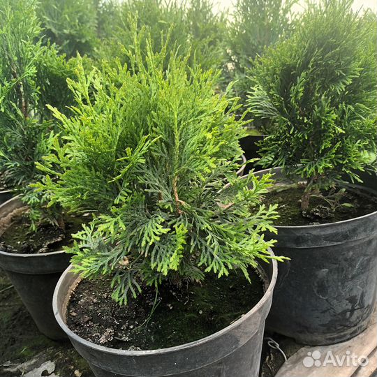 Питомник хвойных растений