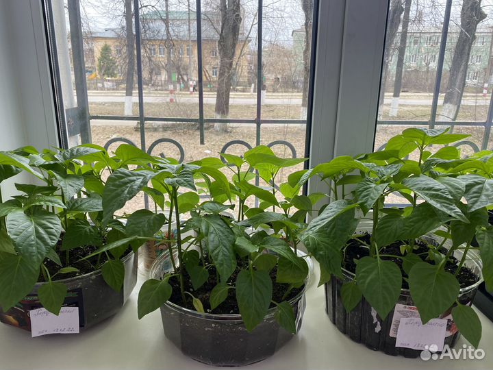 Рассада перца сладкого