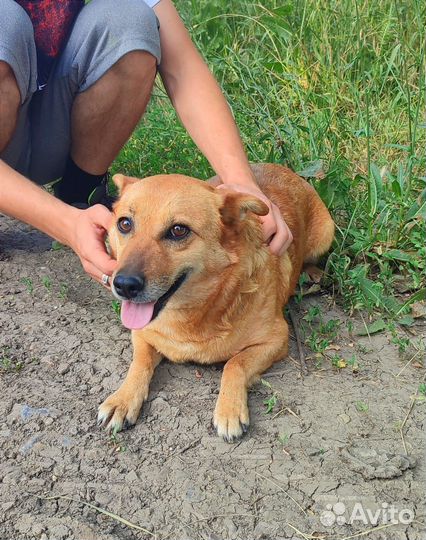 Собака в добрые руки отдам бесплатно