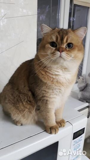 Клубный британец золотая шиншилла