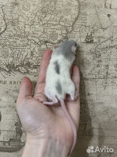 Крысята Дамбо малыши