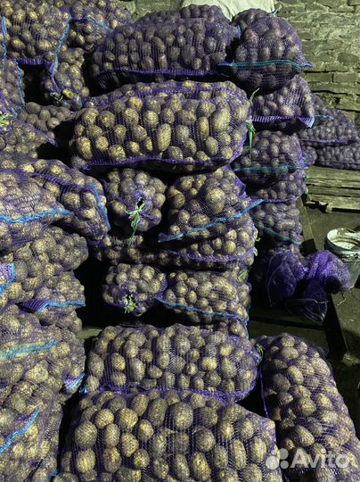 Крупный картофель сорт Гала