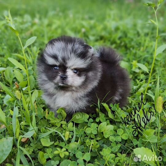 Шпиц Мерле окраса бэби фейс