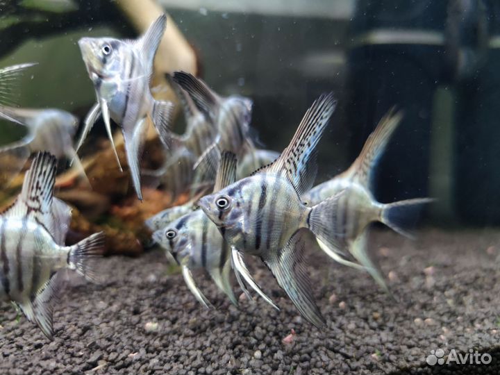 Скалярия зебра пиной