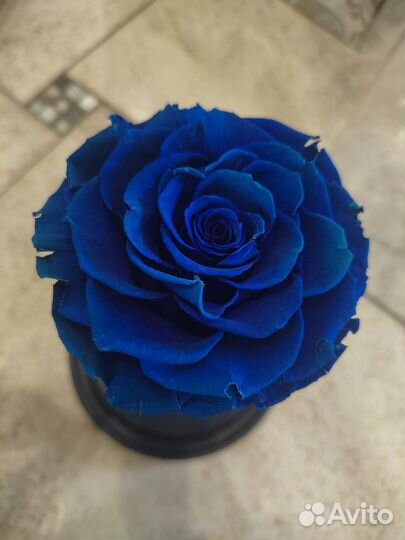 Синяя роза в колбе