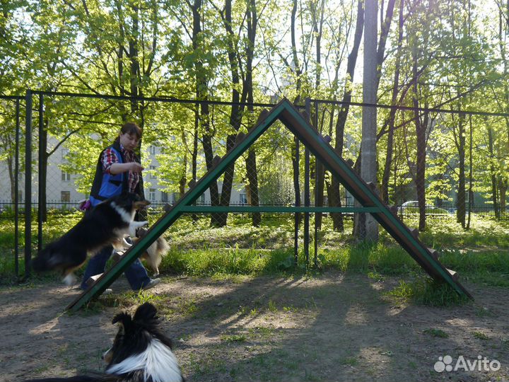 Шелти в Рязани