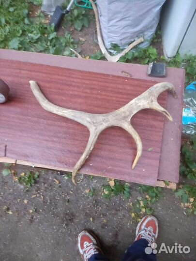 Рога оленя