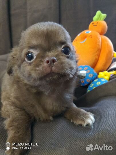 Славные щенки чихуахуа