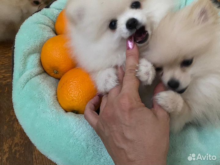 Собака шпиц померанский