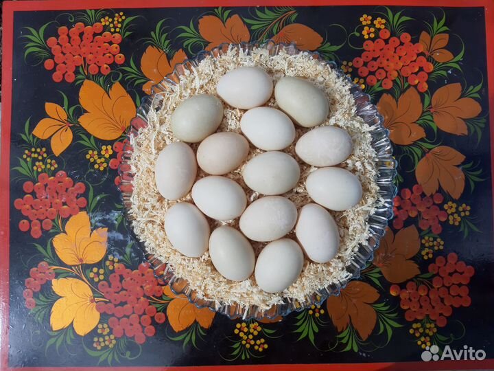 Домашние гусиные, утиные яйца