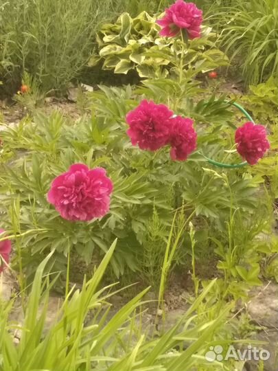 Пионы срезка