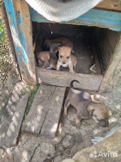 Щенки