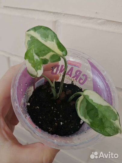 Сциндапсусы