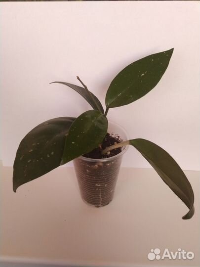 Хойя карноза (укорененные черенки)