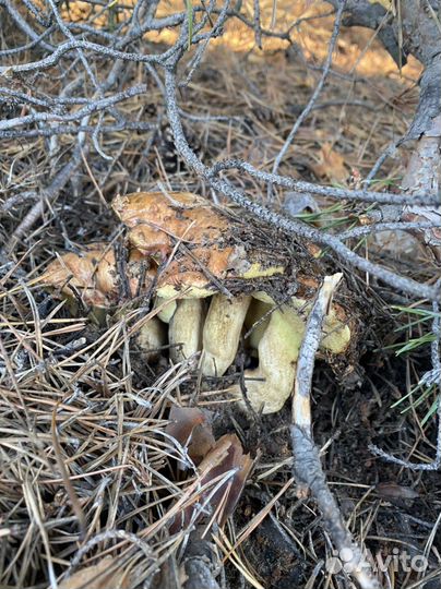 Маринованные грибы маслята