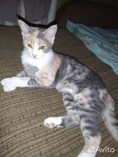 Кошка в дар