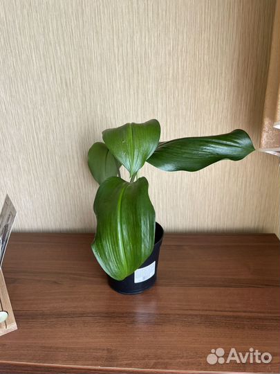 Эухарис амазонская лилия