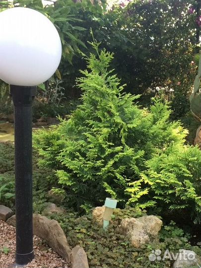 Туи декоративные и много разной красоты