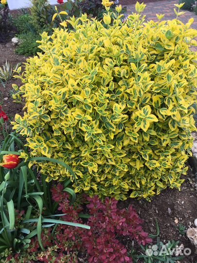 Бересклет форчуна