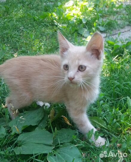 Отдам котят в добрые руки