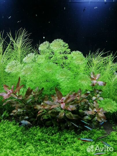 Аквариумные растения