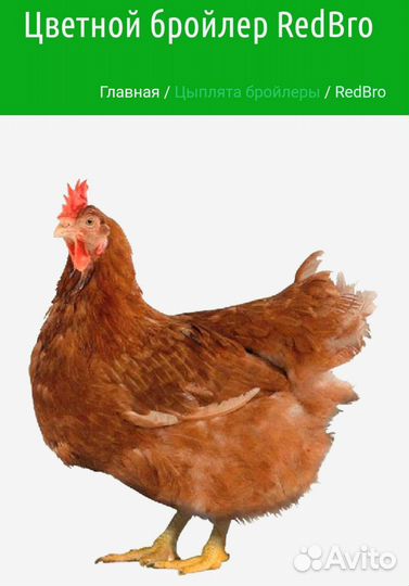 Цветной бройлер редбро