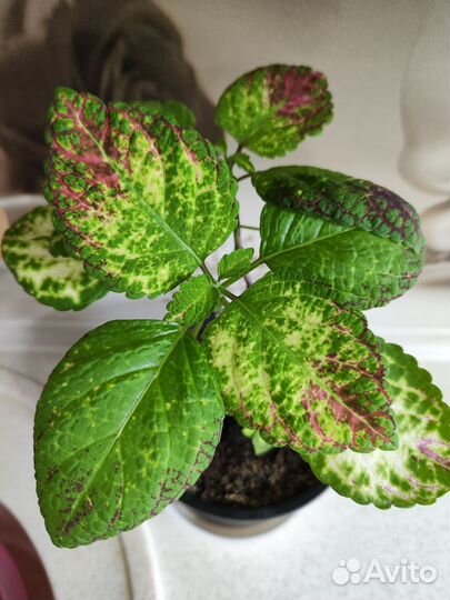 Колеус аватар