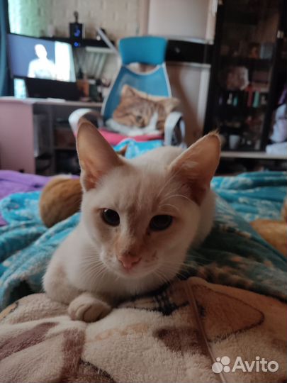 Кошка в дар бесплатно