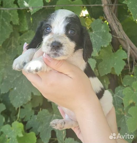 Щенки спаниеля