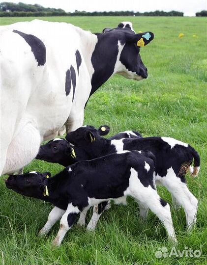 Бычки мясные