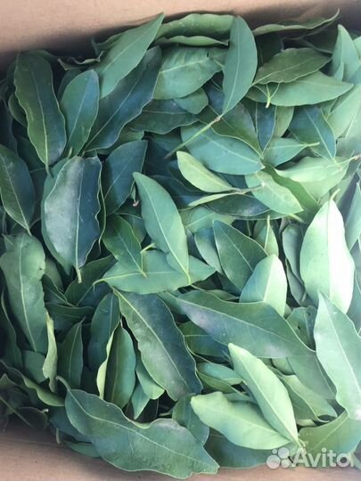 Продам лавровый лист