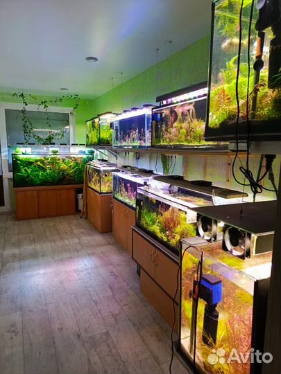 Аквариумные рыбки и растения