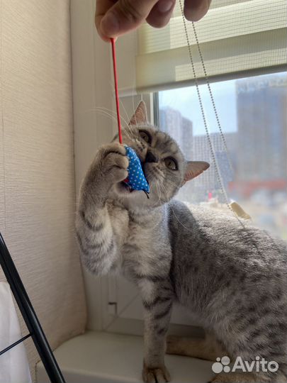 Даром пристраивается котейка