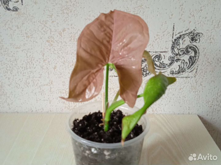 Сингониум Неон Пинк