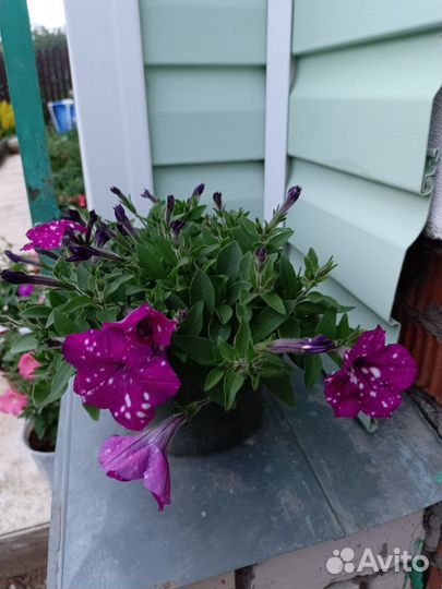 Петуния в кашпо