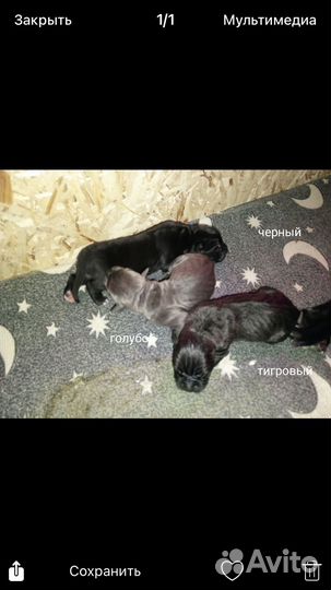 Щенки кане корсо