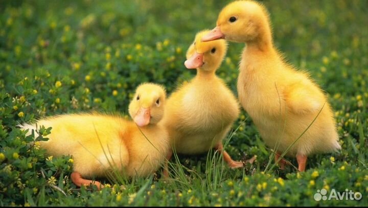 Утята,гусята