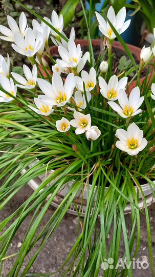 Зефирантес(выскочка)