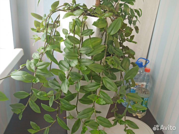 Традесканция комнатная