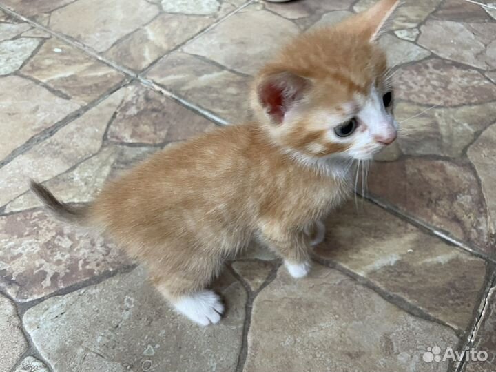 Котята в добрые руки бесплатно