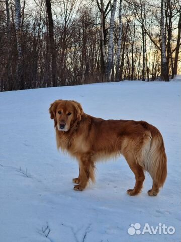 Золотистый ретривер вязка