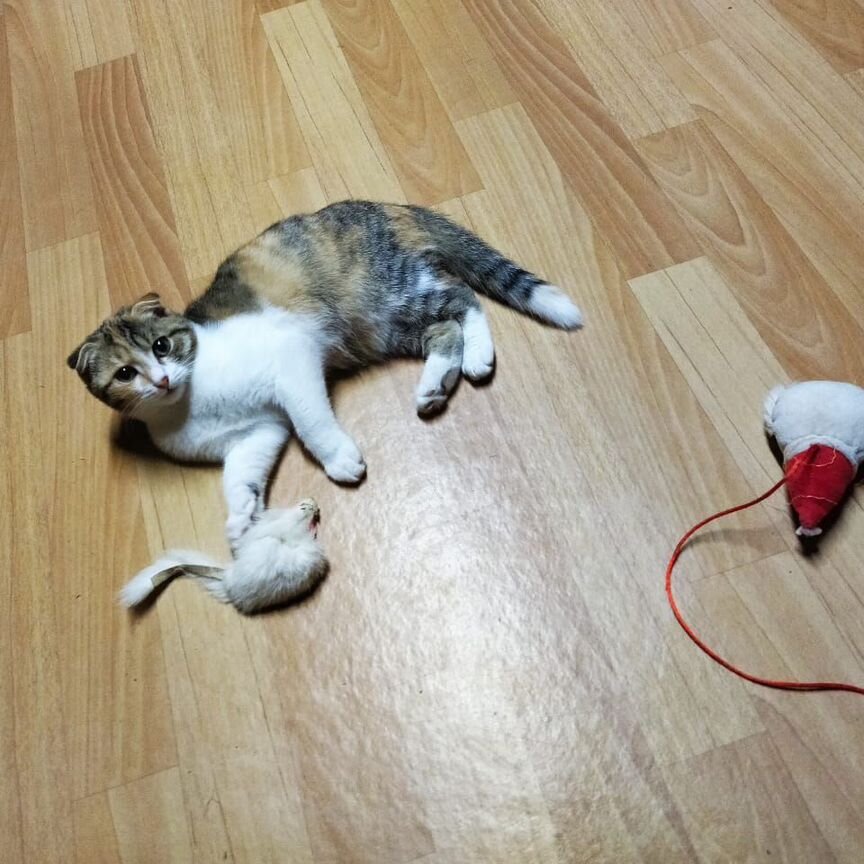 Котенок