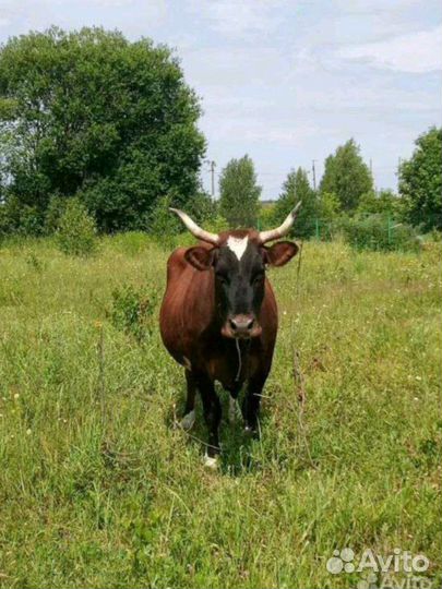 Корова дойная