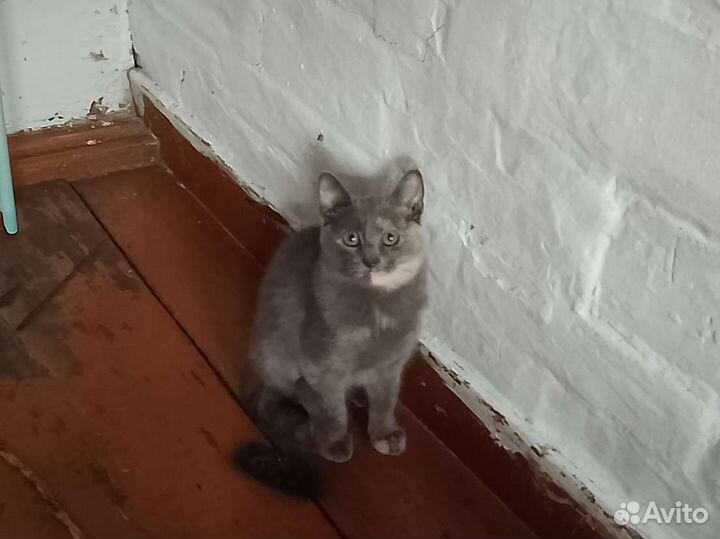 Котята девочки, возраст полгода