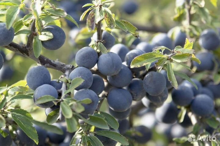 Терновник (тёрн, тернослива)