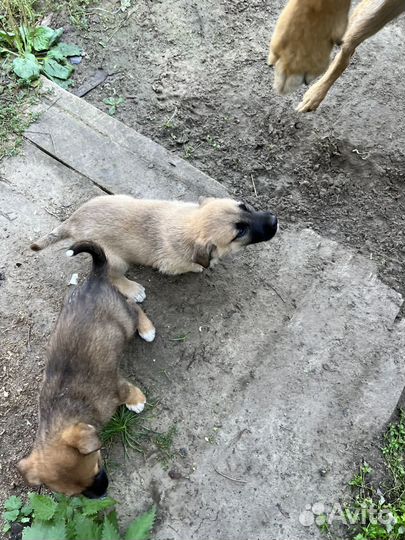 Щенки дворняшки