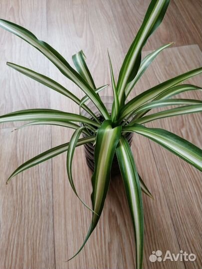 Хлорофитум