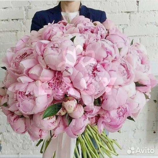 Букет розы 101 51 пионы круглосуточно 24 7