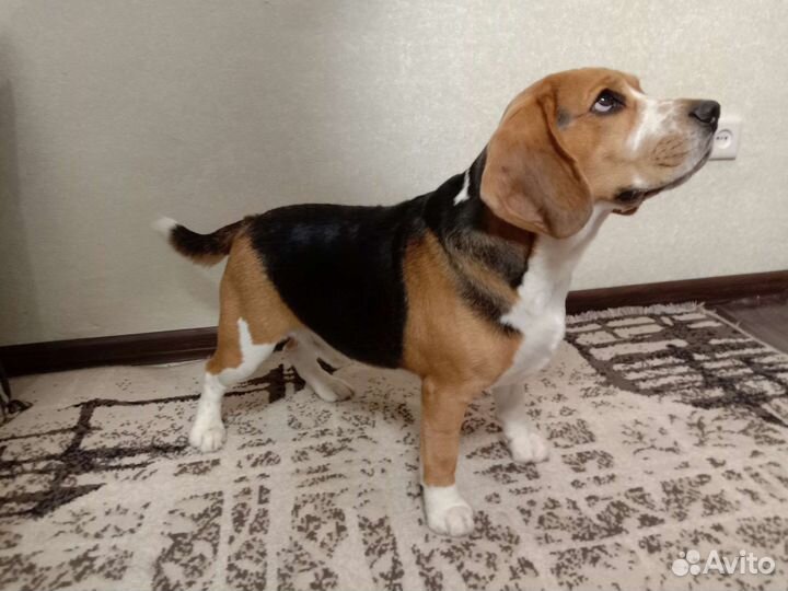 Вязка кобель бигль